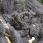  Gorilla Tiny Baby, Africa 2014